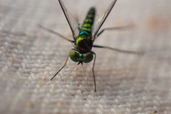 Condylostylus caudatus