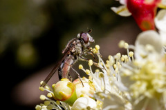 Platycheirus punctulatum