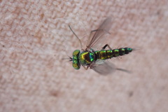 Condylostylus caudatus