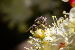 Platycheirus punctulatum