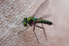 Condylostylus caudatus