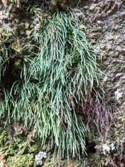 Monogramma acrocarpa