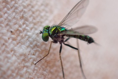 Condylostylus caudatus