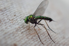 Condylostylus caudatus