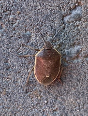 Chlorochroa