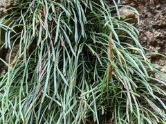 Monogramma acrocarpa