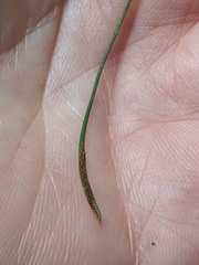 Monogramma acrocarpa