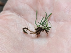 Monogramma acrocarpa