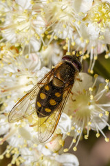 Syrphus octomaculatus