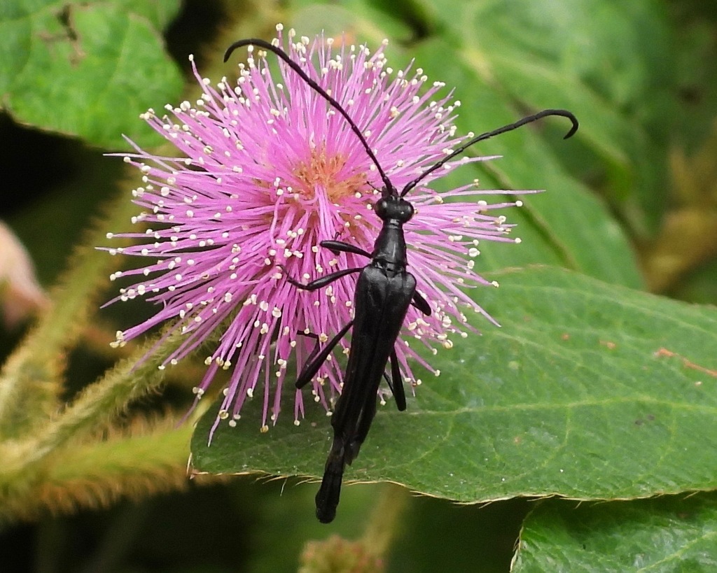 Strangalia melampus