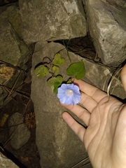 Ipomoea hederacea integriuscula