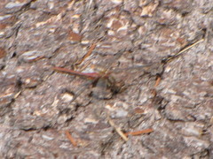 Sympetrum pallipes