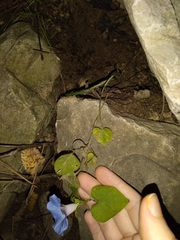 Ipomoea hederacea integriuscula