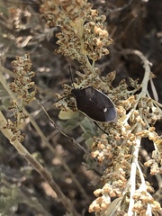 Chlorochroa