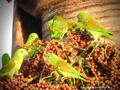 Brotogeris jugularis