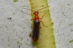 Hylodanacaea haemorrhoidalis