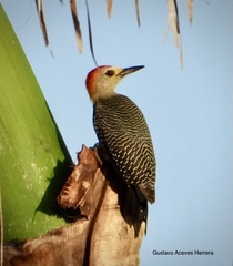 Melanerpes aurifrons