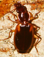 Cymindis limbata