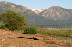 Rorippa subumbellata