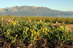 Rorippa subumbellata