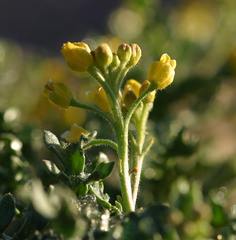 Rorippa subumbellata