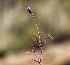 Porophyllum linaria