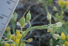 Rorippa subumbellata