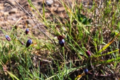 Porophyllum linaria