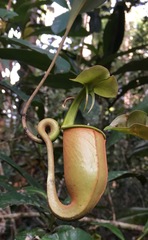 Nepenthes bicalcarata