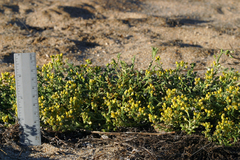 Rorippa subumbellata