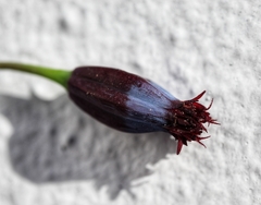 Porophyllum linaria