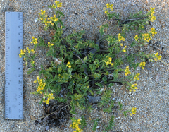 Rorippa subumbellata