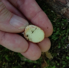 Rhizopogonaceae