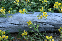 Rorippa subumbellata