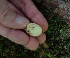 Rhizopogonaceae