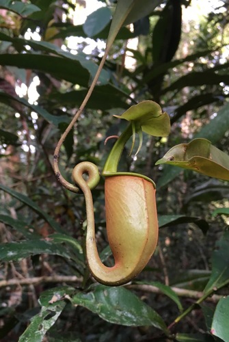 Image of Nepenthes bicalcarata by (c) desertnaturalist, some rights reserved (CC BY)