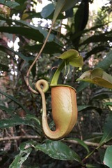 Nepenthes bicalcarata