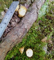 Rhizopogonaceae