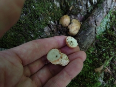 Rhizopogonaceae
