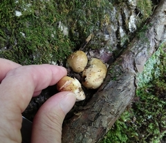 Rhizopogonaceae