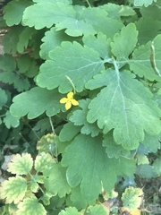 Chelidonium