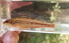 Etheostoma zonistium