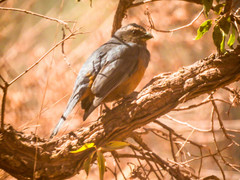 Pseudosaltator rufiventris