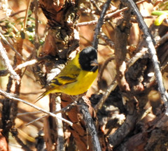 Spinus crassirostris