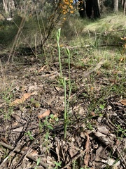 Calochilus robertsonii