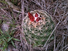 Coryphantha retusa