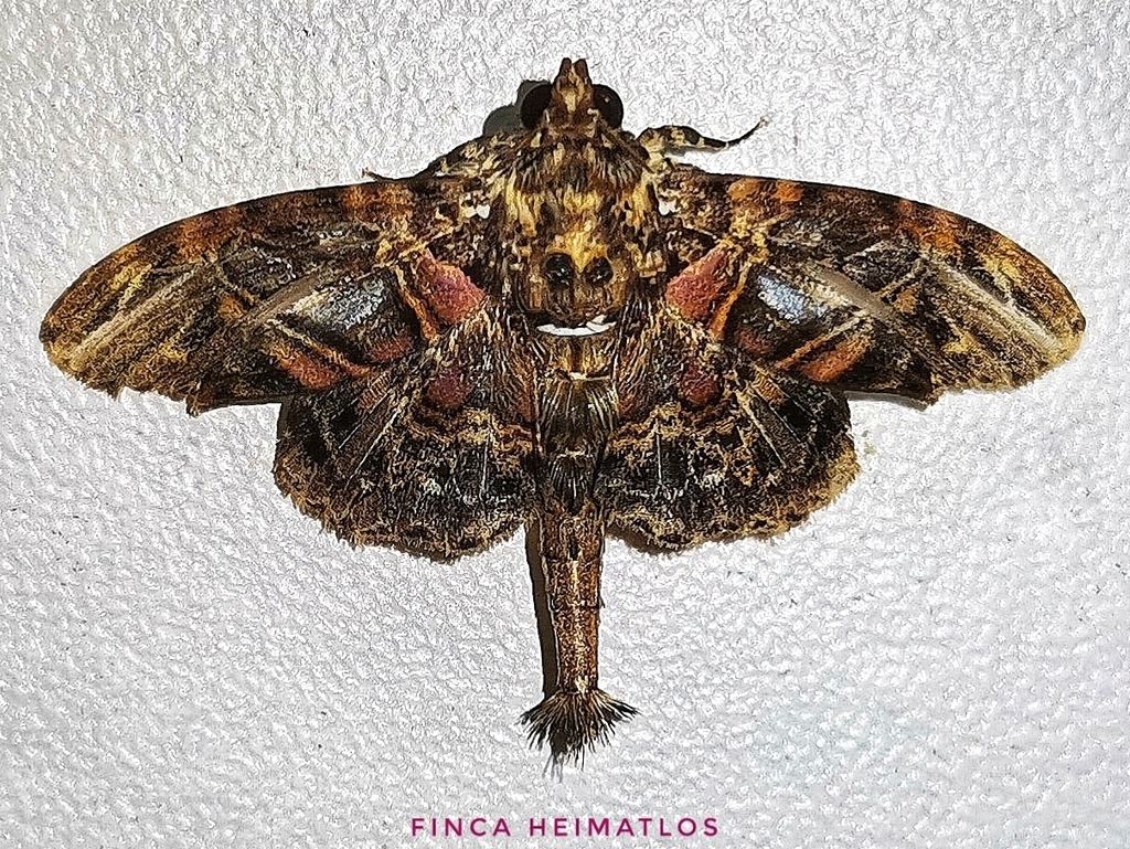 Dolichosomastis hermieri