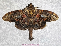 Dolichosomastis hermieri