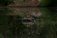 Kinosternon arizonense