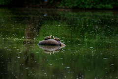 Kinosternon arizonense